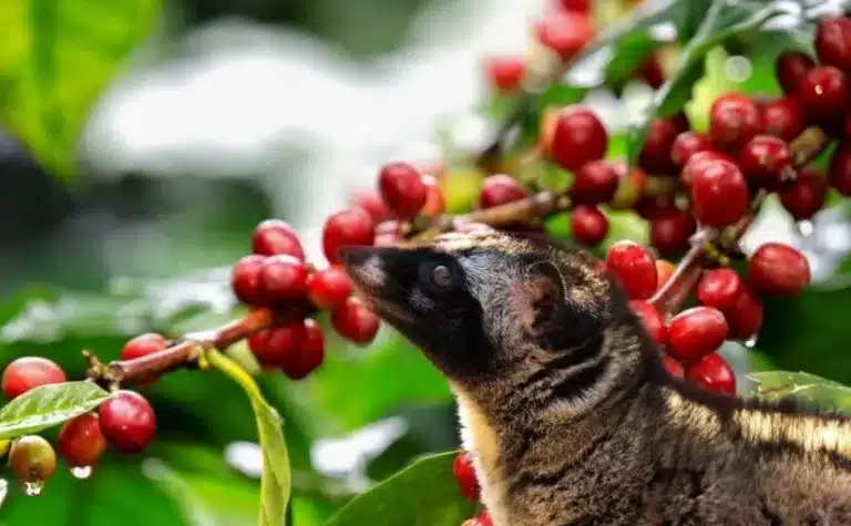 Why Kopi Luwak is the world’s most expensive coffee